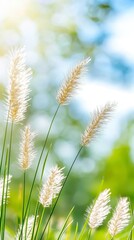 Grass Seed Head In Bloom