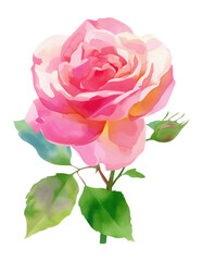 PNG Pink rose illustration watercolor vibrant.