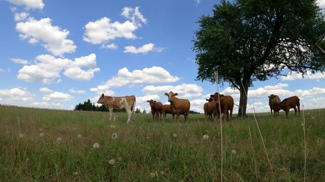 	
Kuh und K&auml;lbchen auf der Wiese - Mutterkuh s&auml;ugt Kalb mit Milch	
