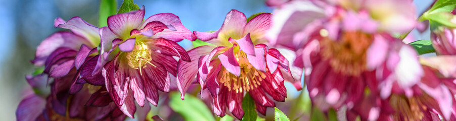 Early signs of spring, pink and maroon double bloom flowers of Hellebore, blooming in a sunny winter garden, as a nature background
