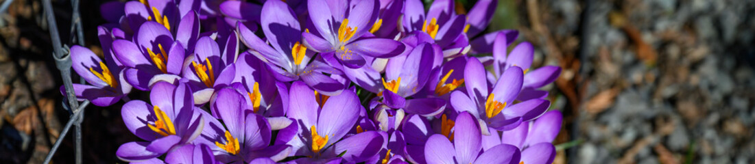 Early signs of spring, purple flowers of crocus plants blooming in a sunny winter garden, as a nature background
