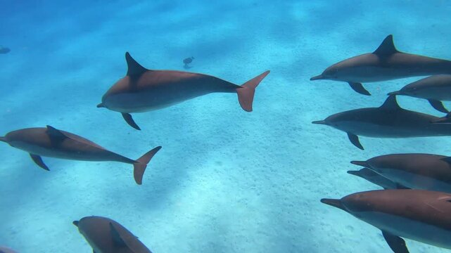 Wilde Delfine von oben gefilmt. Frei lebende Delfin Familie schwimmt unter Schnorchler