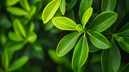 Closeup of Vibrant Green Leaves Natural Background
