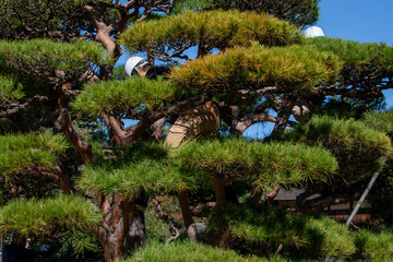 Japanese Black Pine leaves turn brown and die if they are not exposed to sunlight, so they are...