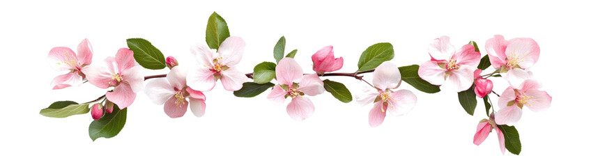 Obraz premium PNG Apple blossom flower arrangement border blossoms flowers petals.