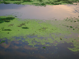 Water hyacinth in the pond in the evening, the reflection of the sky