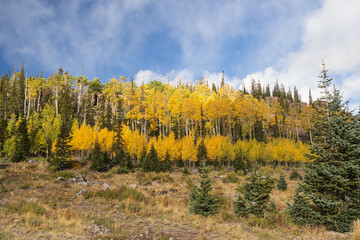Aspen tree grove with blue sky and white clouds background