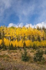 Fototapeta premium Aspen tree grove with blue sky and white clouds background