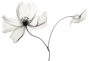 PNG Aesthetic drawing flower sketch.