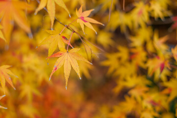 鮮やかな紅葉　日本の美