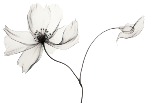PNG Aesthetic drawing flower sketch.