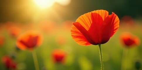 Obraz premium Crimson poppy in sunlit field, delicate details visible, petal, poppy flower