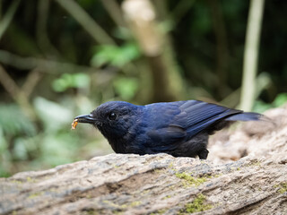 Obraz premium Blue javan whistling thrust bird eating worn on the ground 
