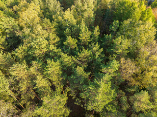 Aerial drone view of stunning colorful autumn fall forest.