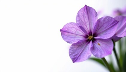 Intricate purple flower details, crisp white background , flower, texture, background