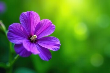 Fototapeta premium Vibrant purple bloom, white heart, lush green backdrop, closeup, flower, green