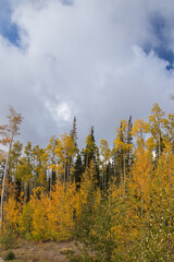 Aspen tree grove with blue sky and white clouds background