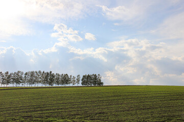 緑の畑とシラカバ並木
