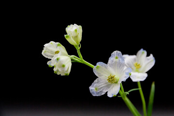 黒背景の白い可愛い花　デルフィニウム
