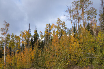 Aspen tree grove with blue sky and white clouds background