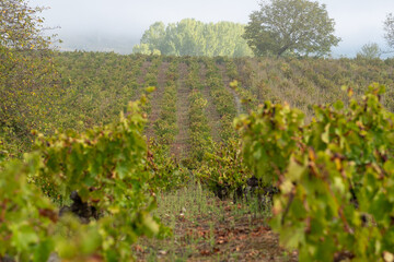 On the Camino de Santiago through the autumn vineyards around Cacabelos, Bierzo region, Autonomous Community of Castilla y León, Spain