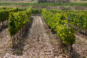 On the Camino de Santiago through the autumn vineyards around Cacabelos, Bierzo region, Autonomous Community of Castilla y León, Spain