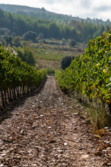 On the Camino de Santiago through the autumn vineyards around Cacabelos, Bierzo region, Autonomous Community of Castilla y León, Spain