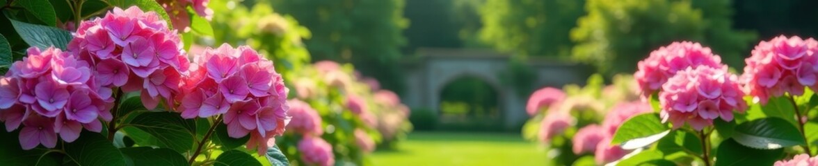 Fototapeta premium Sun-drenched hydrangeas thrive in picturesque Breton garden , flowers, beautiful