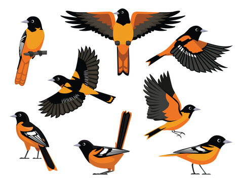 Bird Baltimore Oriole Various Poses Fly Cartoon Vector Characters