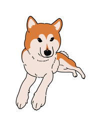 休めをする柴犬