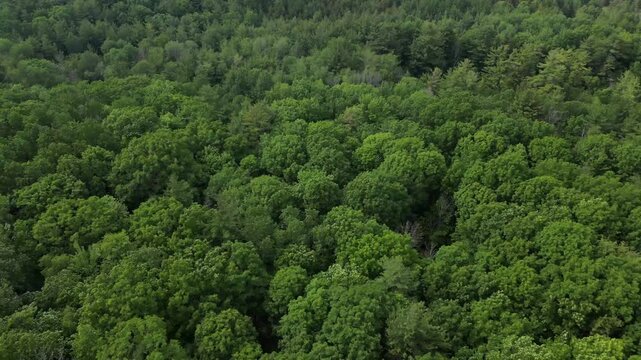 Flying over the canopy of a deciduous and pine forest with a light wind in the branches - Vol au dessus de la canop&eacute;e d'une for&ecirc;t de feuillus et de pins avec un l&eacute;ger vent dans les branches