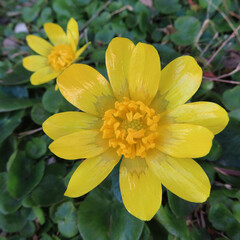 日本で早春にヒメリュウキンカが黄色い花を咲かせています