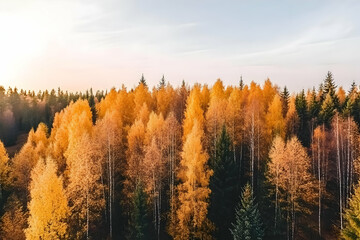 Aerial Photo Of Autumn Forest With Yellow And Green Trees Under