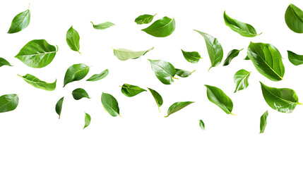 Floating Green Leaves On Black. Ideal For Designs Needing Freshness, Natural Elements, Or Vibrant Organic Accents
