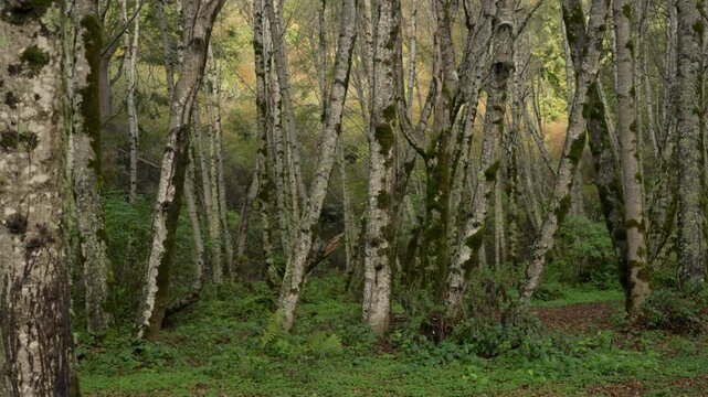 Dense lush green Candelabra Redwood Forest Birch Eucalyptus Trees Lost Coast Trail Northern California USAL Beach Campground Mendocino Sinkyone Wilderness Jones USAL Beach campground nature landscape
