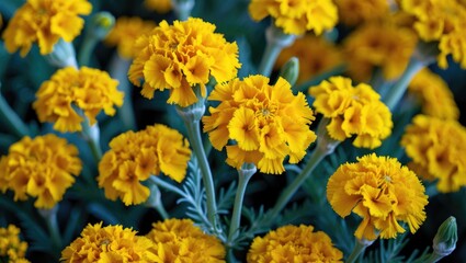 Vibrant close-up of yellow marigold flowers in full bloom showcasing intricate petal patterns and lush green foliage in a garden setting