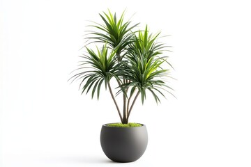 A minimalist interior scene featuring a potted Stephania Erecta Craib plant placed against a white background, emphasizing its natural beauty.