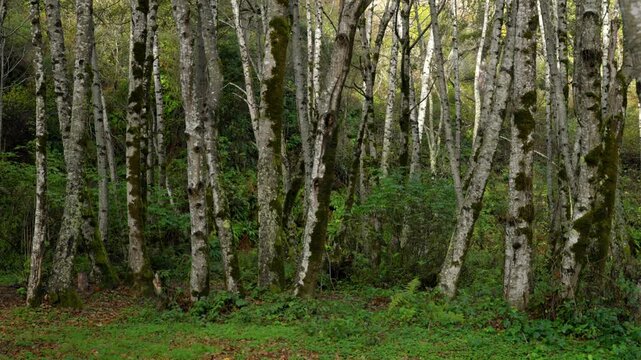 Dense lush green Candelabra Redwood Forest Birch Eucalyptus Trees Lost Coast Trail Northern California USAL Beach Campground Mendocino Sinkyone Wilderness Jones USAL Beach campground nature landscape