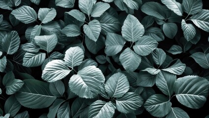 X-ray style black and white image of lush green leaves ideal for nature-themed backgrounds and wallpapers.