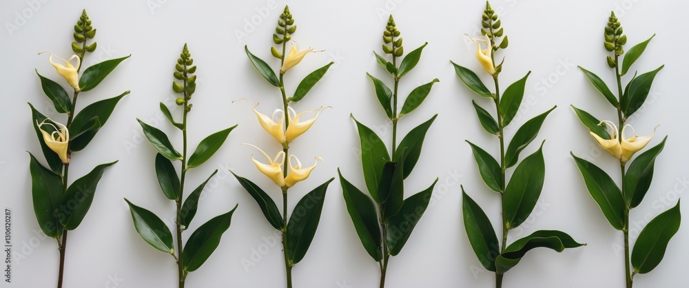 Poster ylang-ylang flower and leaves isolated on white background with space for text and design elements