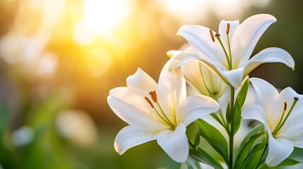 Fototapeta premium White lilies blooming in a garden during golden hour sunset