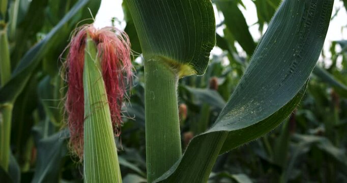 green maize corn crop on stalk in agricultural plantation, camera panning shots