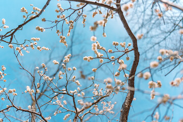 青空と白いウメの花