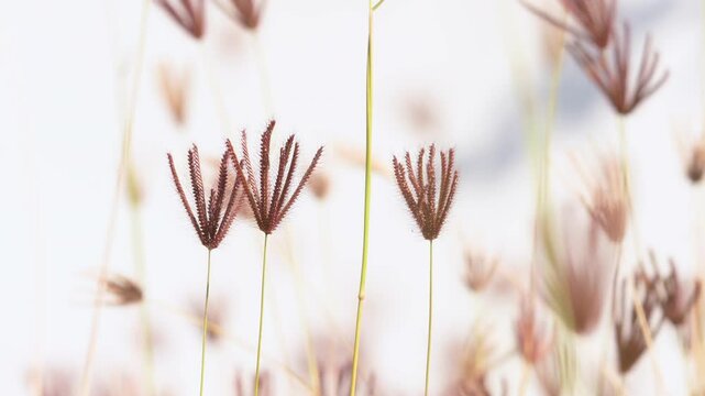 slow motion of brown grass flowers swaying in the wind on white background.