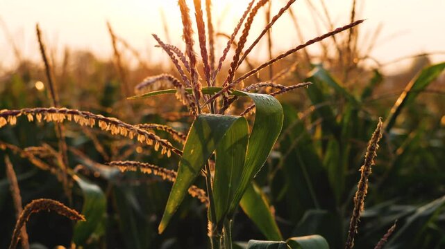 Slow-motion of a corn plant in the morning with sun light, Tilt up and Handheld shots