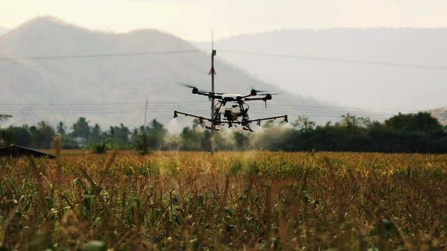 smart farming innovation, agriculture drone fly spraying fertilizer on cron field, agricultural industrial technology, slow motion