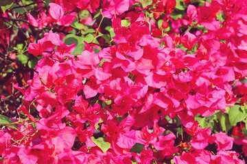 Pink Bougainvillea flowers texture background