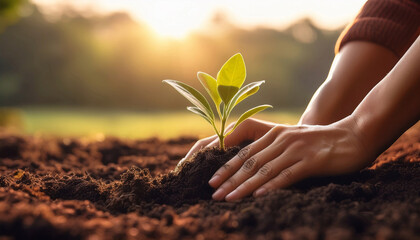 Close-Up of Hands Planting a Green
Seedling in Soil