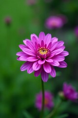 Fototapeta premium Close-up of beautiful chrysanthemum purple flowers on a green natural background, blooming, botanical, floral