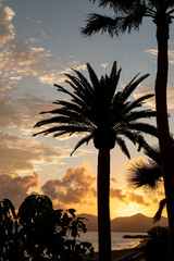 Palm in the Sunset on the tourist beach of Playa Blanca on the island of Lanzarote in Spain.